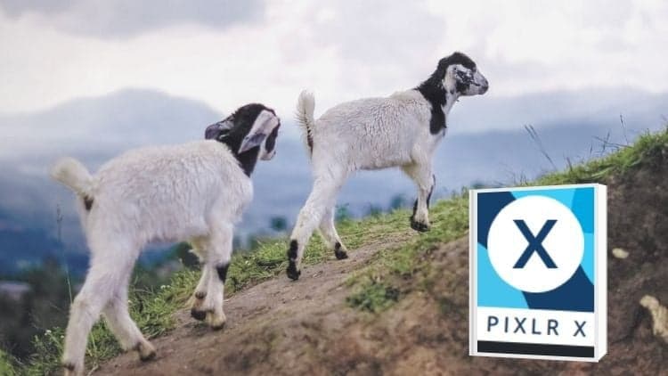 Learn Pixlr X Free: 100% Off Udemy Course for Photo Editing