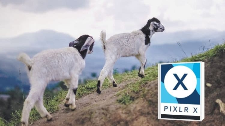 Learn Pixlr X Free: 100% Off Udemy Course for Photo Editing