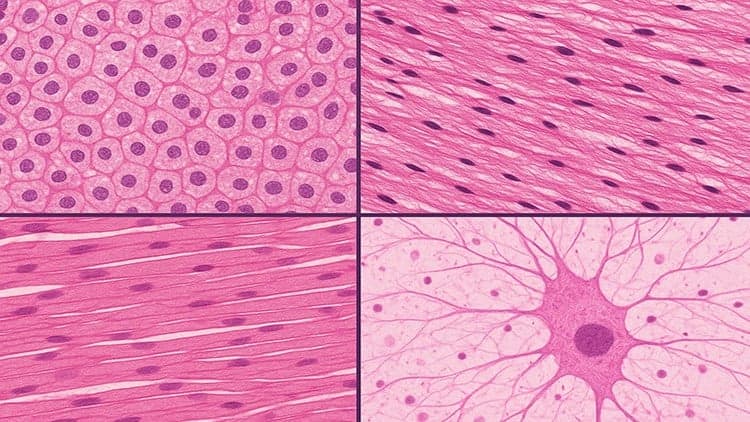 histology fundamentals for medical students