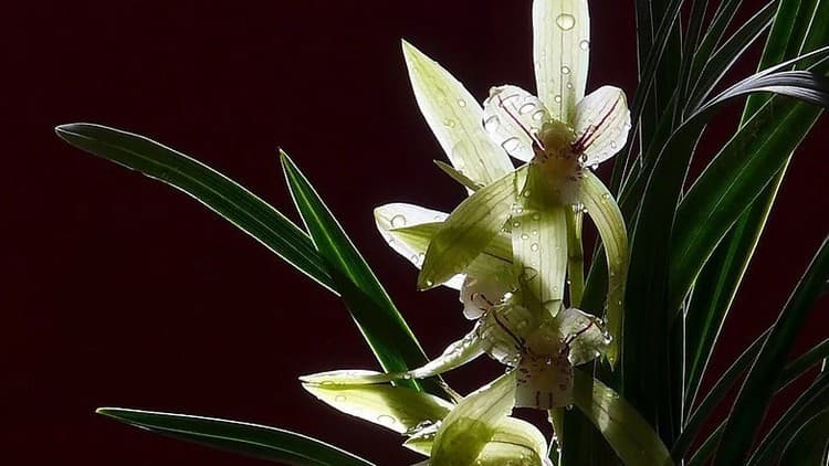 Chinese Ink Painting Orchid Course - Free Udemy Course [100% Off]