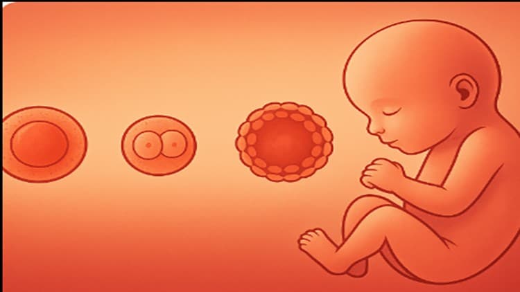 Clinical Embryology: A Practical Approach