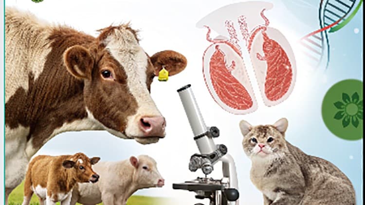 Animal Reproduction: Anatomy, Physiology, Biotechnology - Free Udemy Course 100% Off