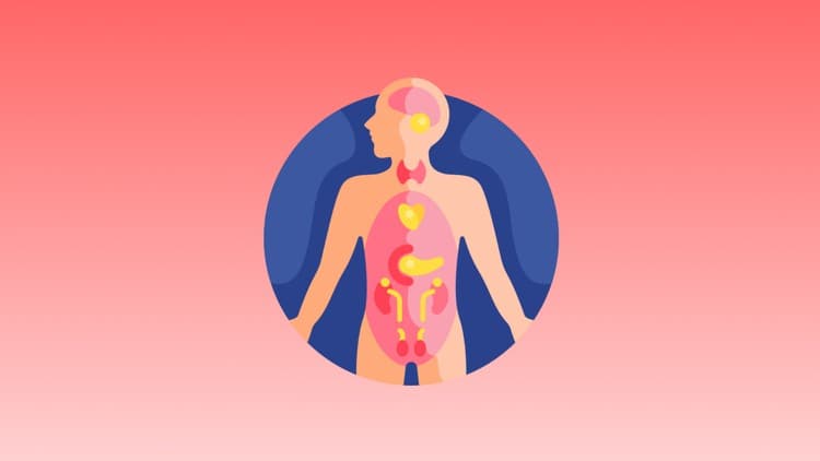 Crash Course Anatomy - Free Udemy Course [100% Off]