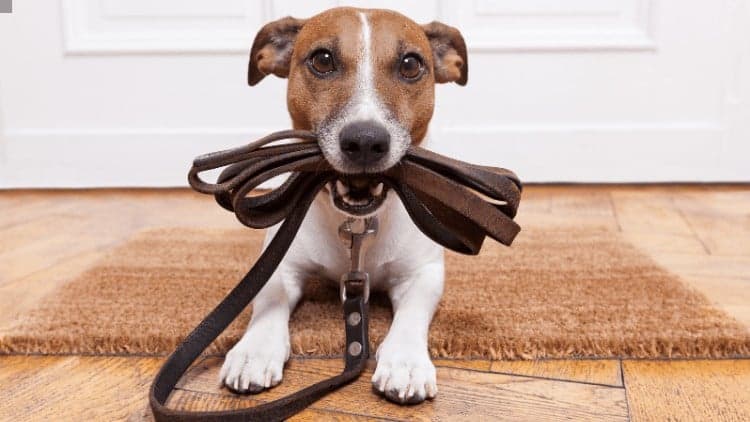 Dog Training Course - Free Udemy Course [100% Off]