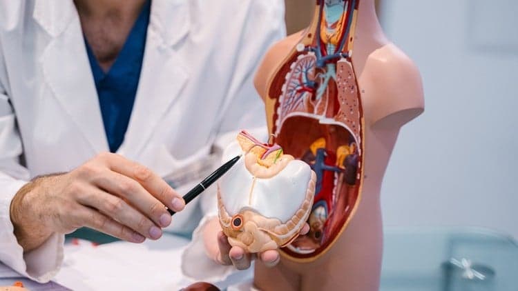 Human Physiology for Medical Coding, Billing & Healthcare